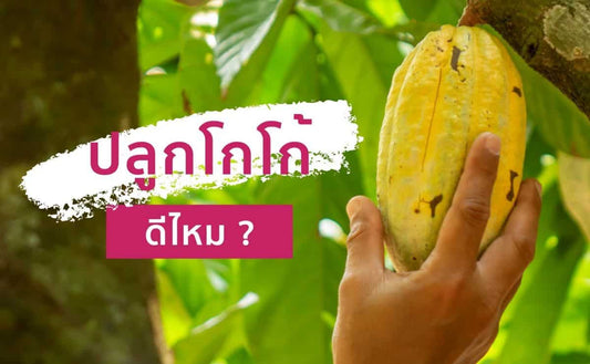 ปลูกโกโก้ในไทย โอกาสทองของเกษตรกรยุคใหม่