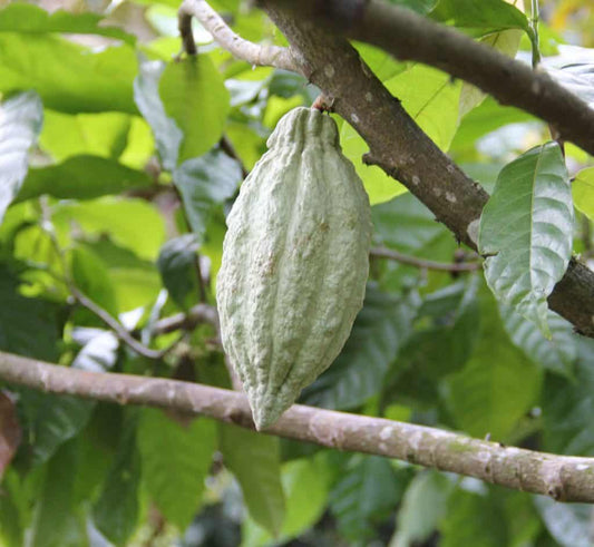 Single Origin Cacao ความพิเศษเฉพาะถิ่นของโกโก้
