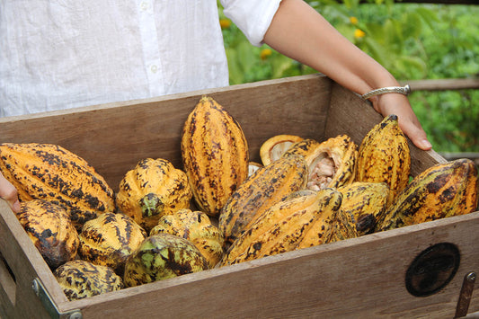 สวนโกโก้ Chocolasia เชียงราย แหล่งเรียนรู้และพัฒนาโกโก้ไทย